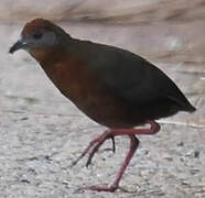 Russet-crowned Crake