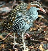 Buff-banded Rail