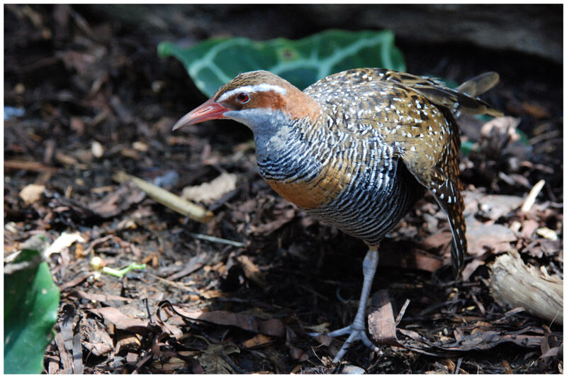 Buff-banded Railadult