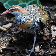 Buff-banded Rail