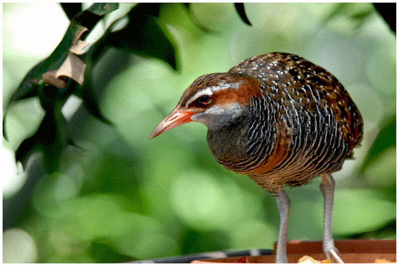 Buff-banded Railadult