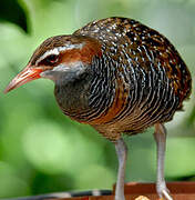 Buff-banded Rail