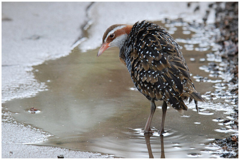 Buff-banded Railadult