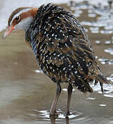 Buff-banded Rail