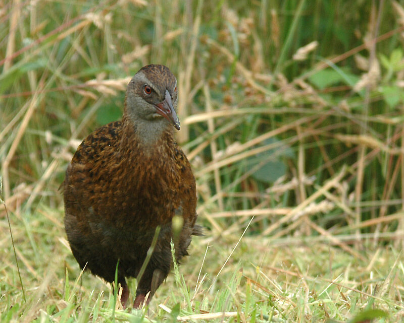 Weka