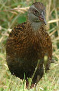 Weka