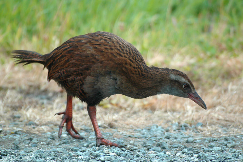 Weka