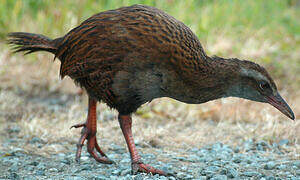 Weka