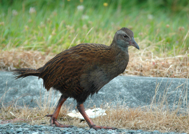 Weka