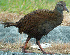 Weka