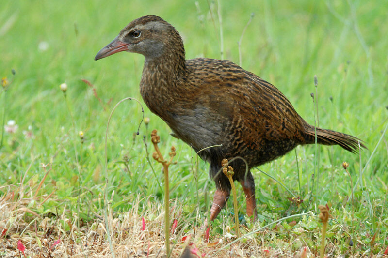 Weka