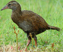 Weka