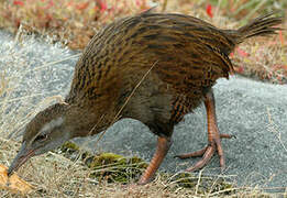 Weka