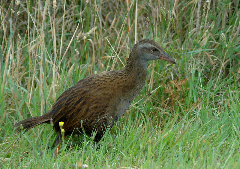 Weka