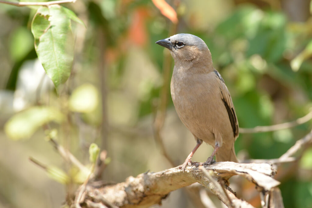 Grey-capped Social Weaveradult