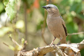 Grey-capped Social Weaver