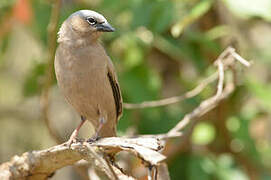 Grey-capped Social Weaver