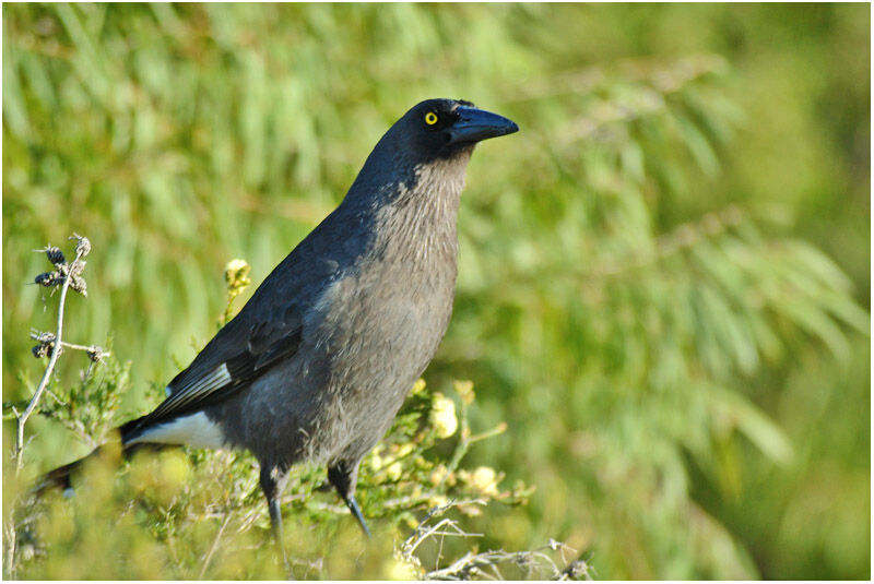 Grey Currawongadult