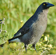 Grey Currawong