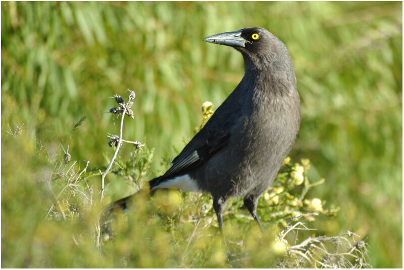 Grey Currawongadult