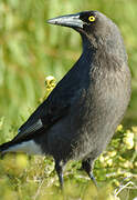 Grey Currawong