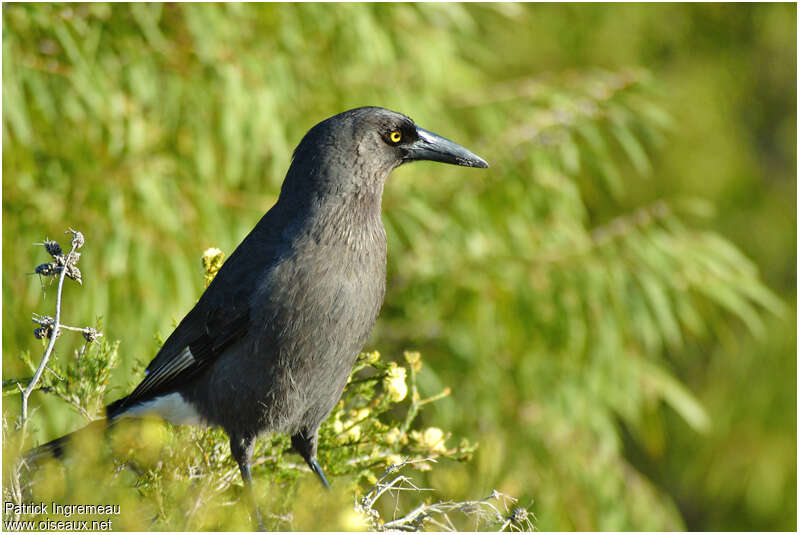 Grey Currawongadult, identification