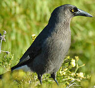 Grey Currawong