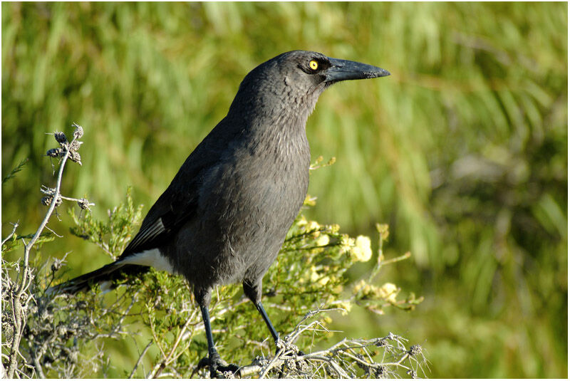 Grey Currawongadult, identification