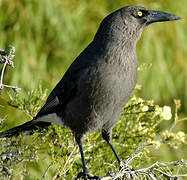 Grey Currawong