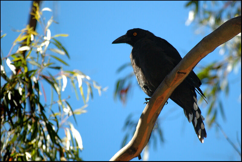 Black Currawongadult