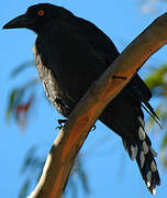 Black Currawong