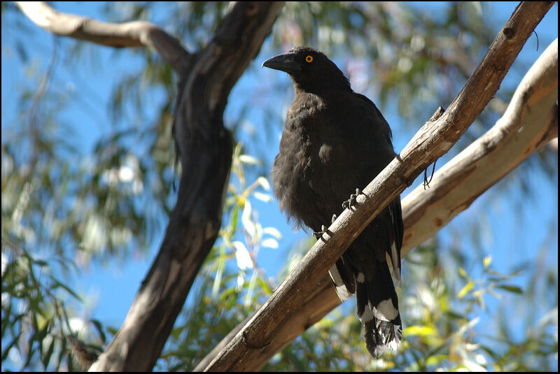 Black Currawongadult