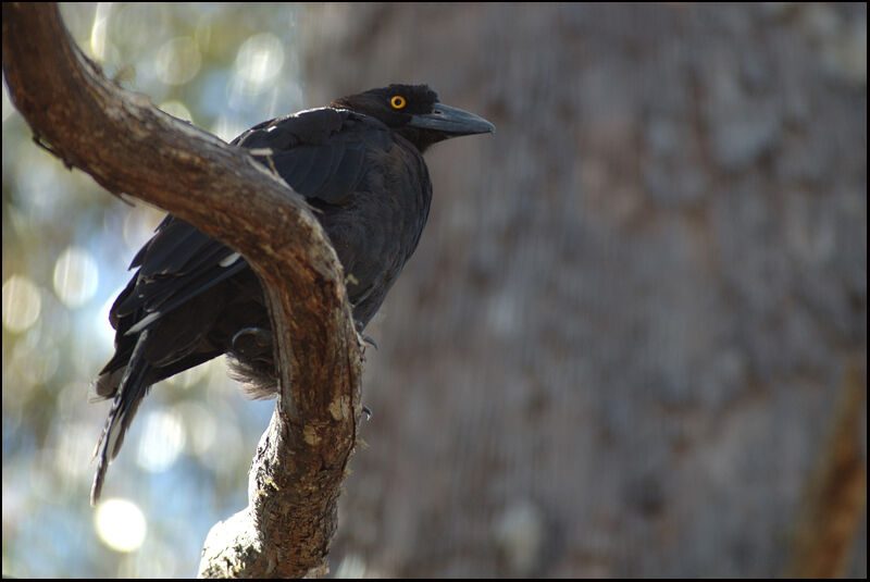 Black Currawongadult