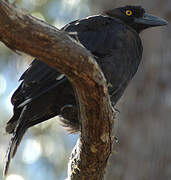 Black Currawong