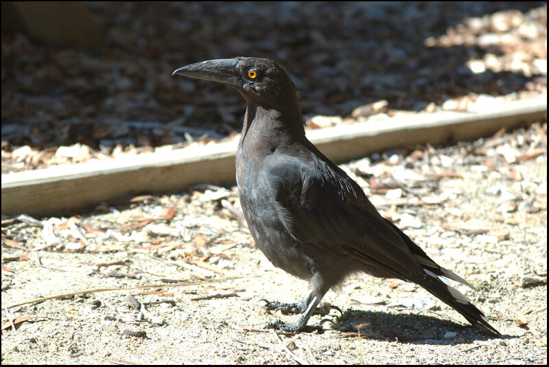 Black Currawongadult