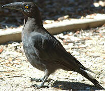 Black Currawong