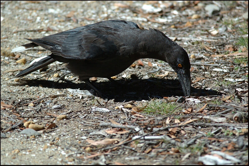 Black Currawongadult