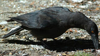 Black Currawong