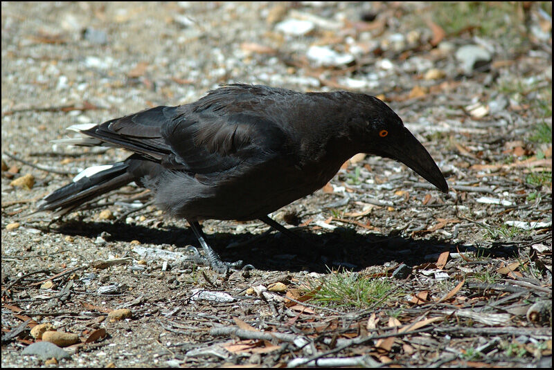 Black Currawongadult