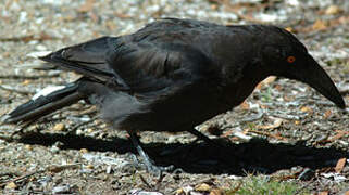 Black Currawong