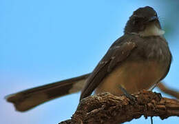 Northern Fantail