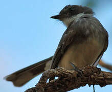 Northern Fantail