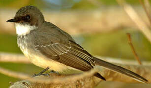 Northern Fantail