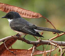 Northern Fantail