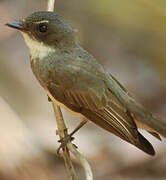 Northern Fantail