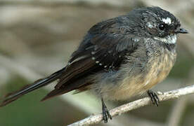 Grey Fantail