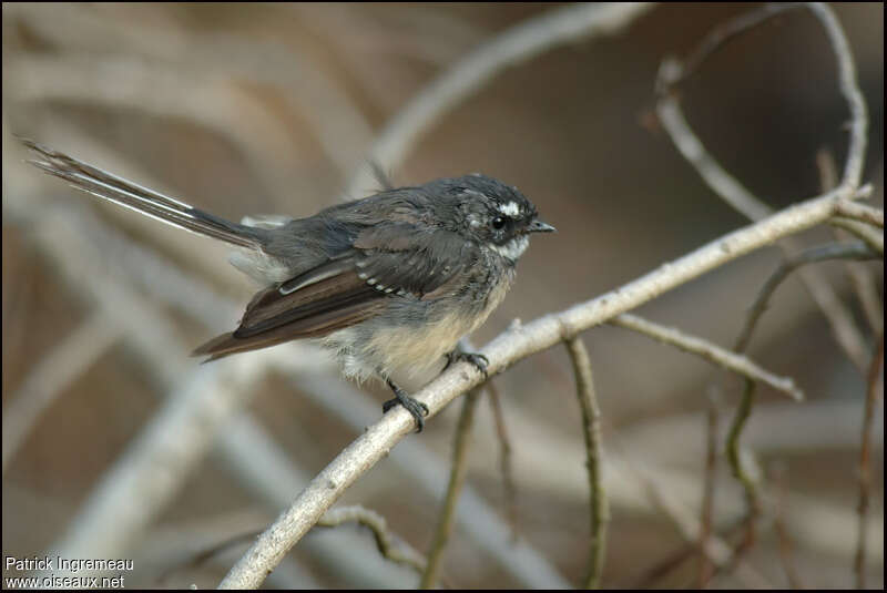 Grey Fantailadult, identification