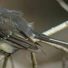 Rhipidure gris