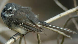 Grey Fantail