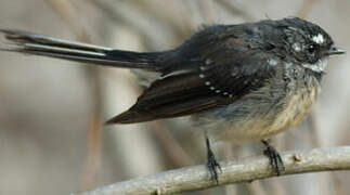 Grey Fantail